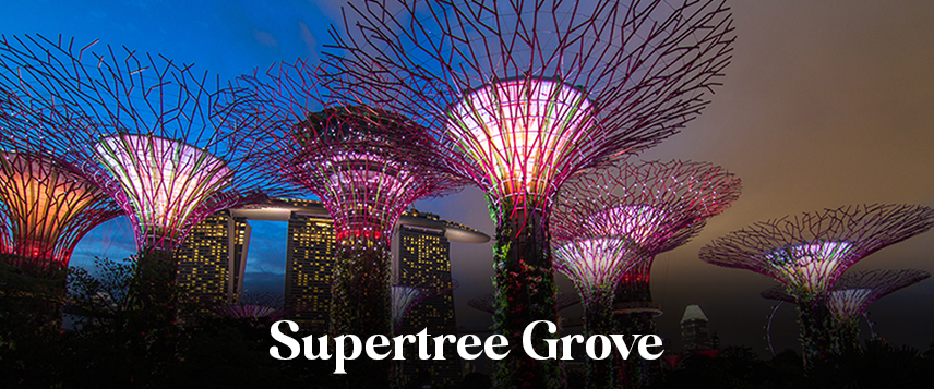 Singapore's Iconic Supertree Grove