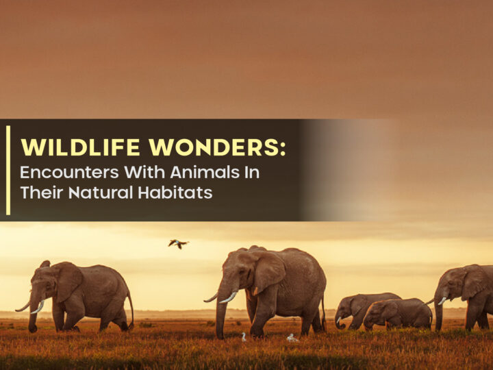 Wildlife Wonders: Encounters With Animals In Their Natural Habitats