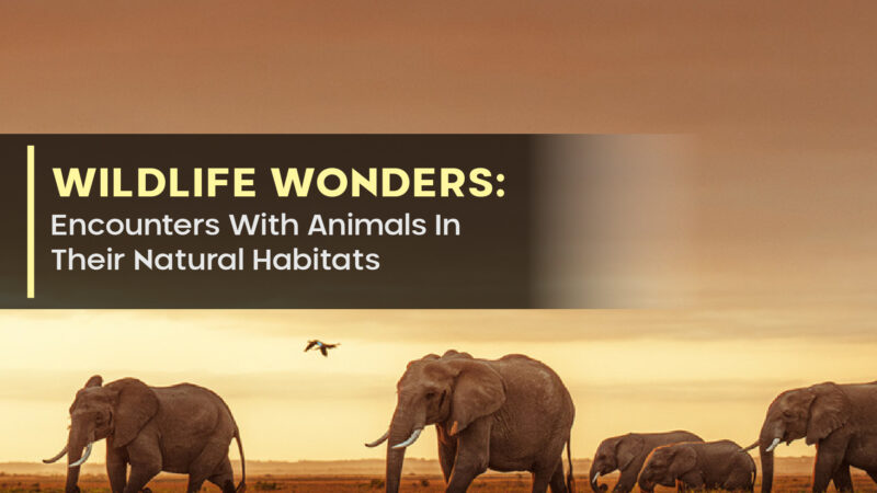 Wildlife Wonders: Encounters With Animals In Their Natural Habitats