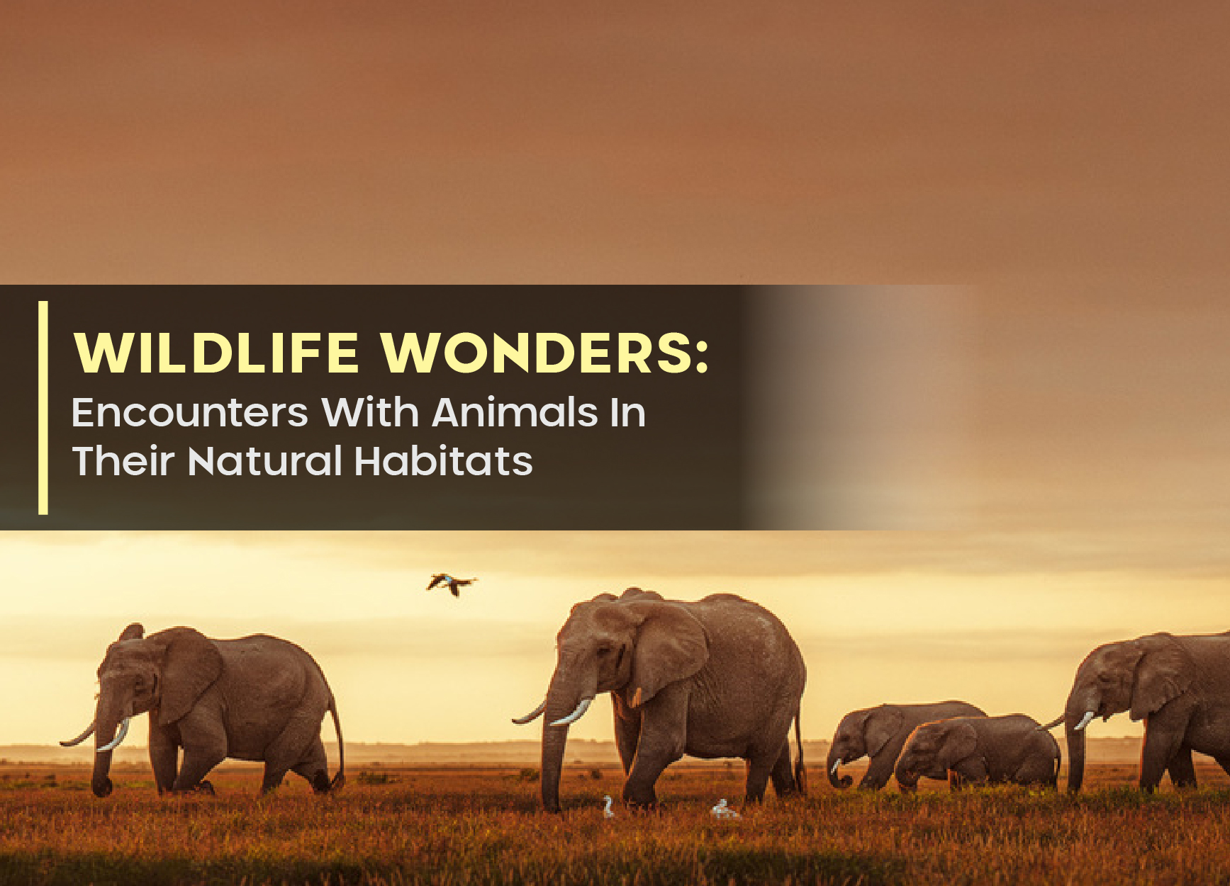 Wildlife Wonders: Encounters With Animals In Their Natural Habitats