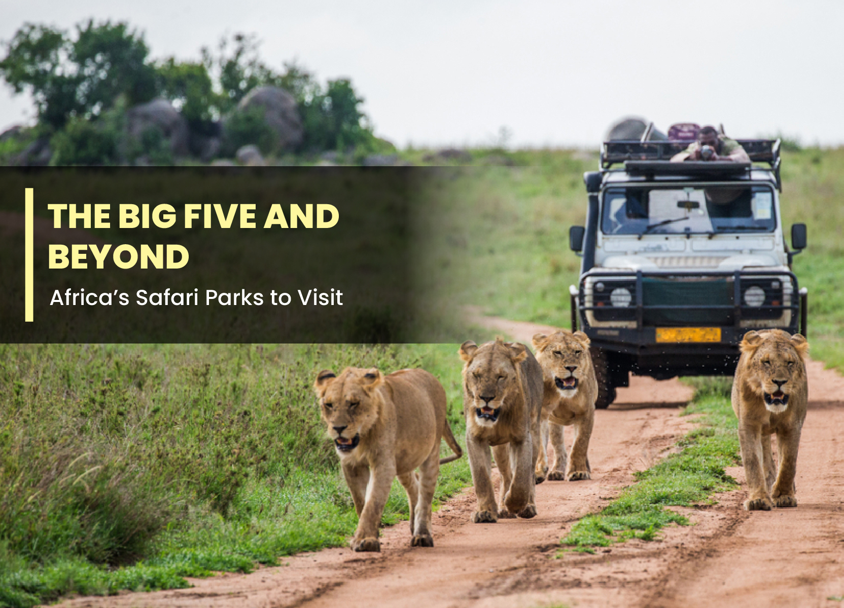 The Big Five and Beyond: Africa’s Safari Parks to Visit