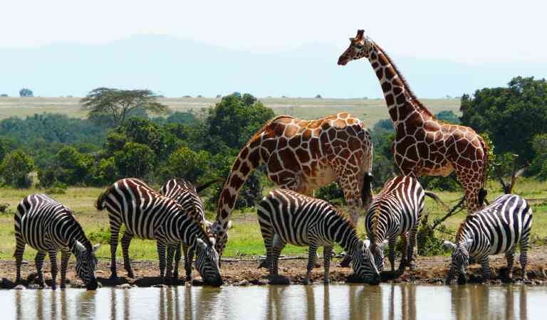 Kenya’s Soaring Government Travel Spend