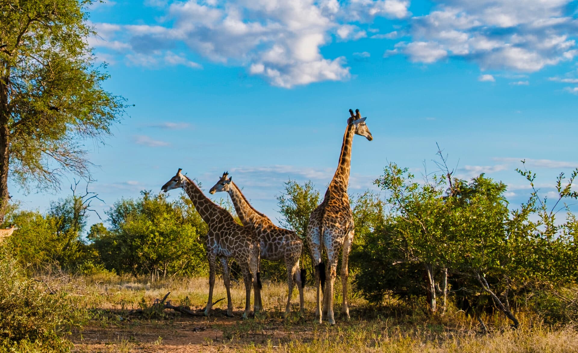 Kruger National Park Implements Widespread Road Closures Amid Severe Rainfall