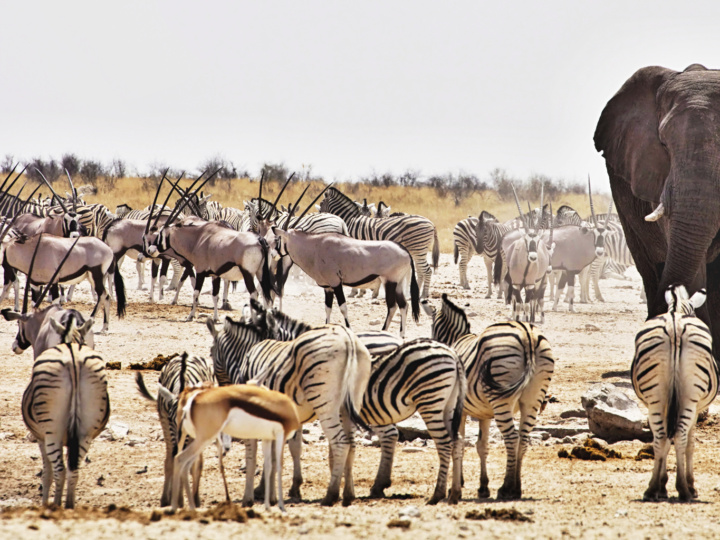 Namibia Revamps National Park Fees to Boost Conservation Funding from April 2026