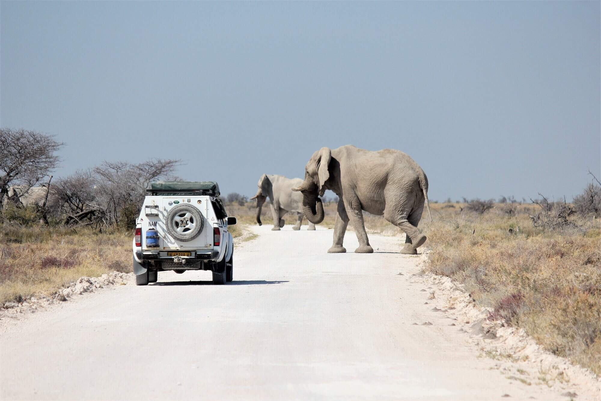 Major Road Upgrade in Etosha National Park Enhances Self-Drive Safari Experience