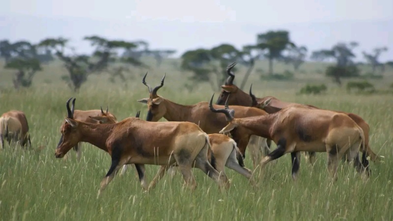 Ethiopia Celebrates 60 Years of Wildlife Protection as Eco-Tourism Gains Momentum