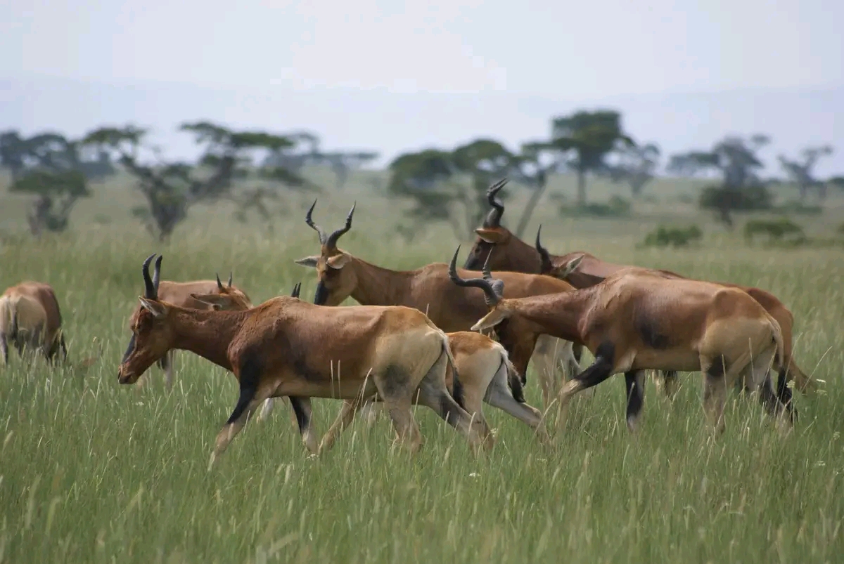 Ethiopia Celebrates 60 Years of Wildlife Protection as Eco-Tourism Gains Momentum