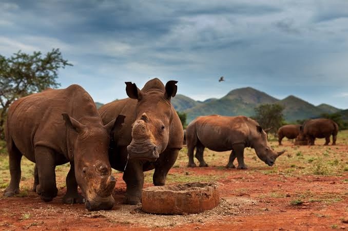 South Africa’s Rhino Numbers Rise 4.9% as Poaching Falls Again in Kruger and KwaZulu-Natal